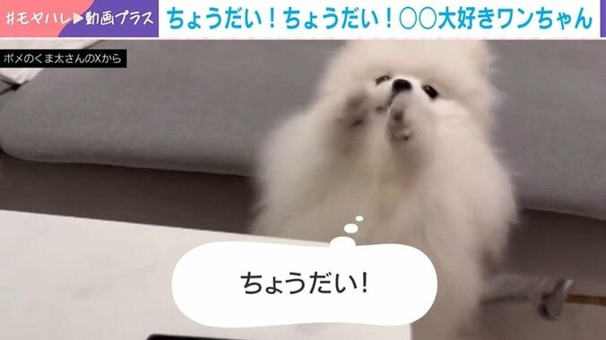 必死にお願いする仕草