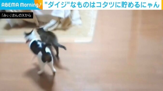 猫のランちゃん