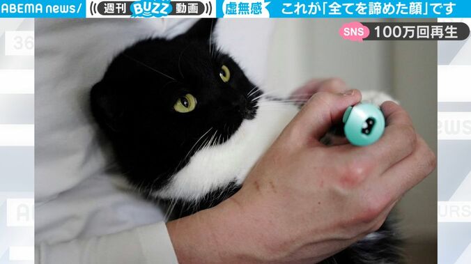 一体、どういう状況… 猫が全てをあきらめるとどうなるか？ 悟りを開いた可愛すぎる表情が話題に「ぬいぐるみすぎる」「虚無感すごい」 1枚目