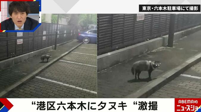 【写真・画像】六本木に野生のタヌキ 深夜の駐車場に出没…カメラが捉えた瞬間　1枚目