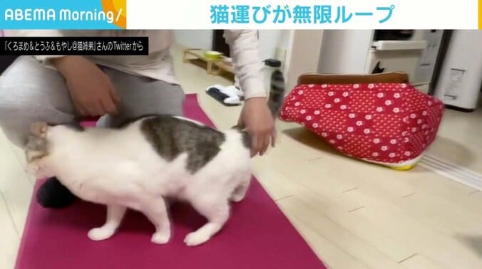 筋トレをしたい飼い主 vs 何度どかしても戻ってくる猫 攻防戦が「エンドレスかまえ」と反響 1枚目