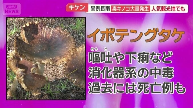 イボテングタケ