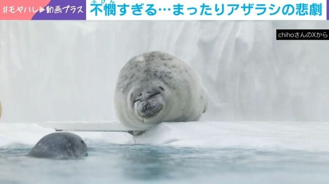 アザラシ