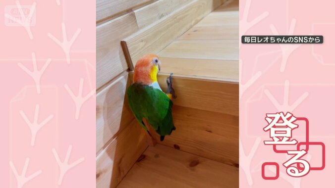 くちばしと脚だけで登る