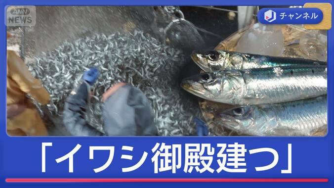 漁師も驚く豊漁ラッシュ「イワシ御殿建つ」　佐渡のマグロも“大漁前倒し” 1枚目