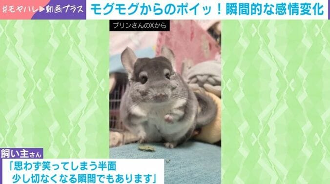 チンチラのプリンちゃん