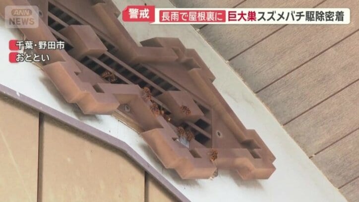 屋根の隙間を出入りするハチ