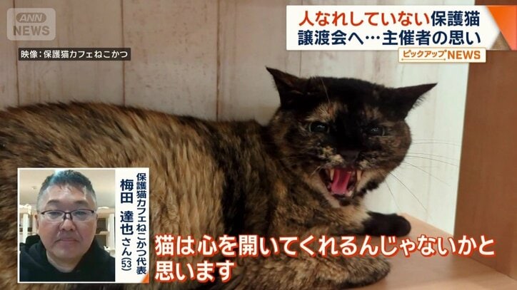 「猫は心を開いてくれるんじゃないか」