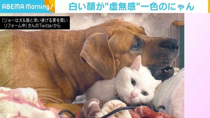 「魂奪われてる」 凛々しい白猫「爪」くん、遊びを邪魔され“虚無の表情”に