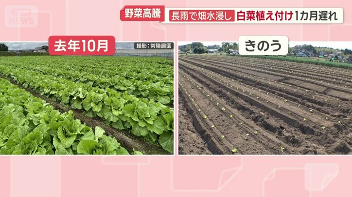 全く違う畑の状況