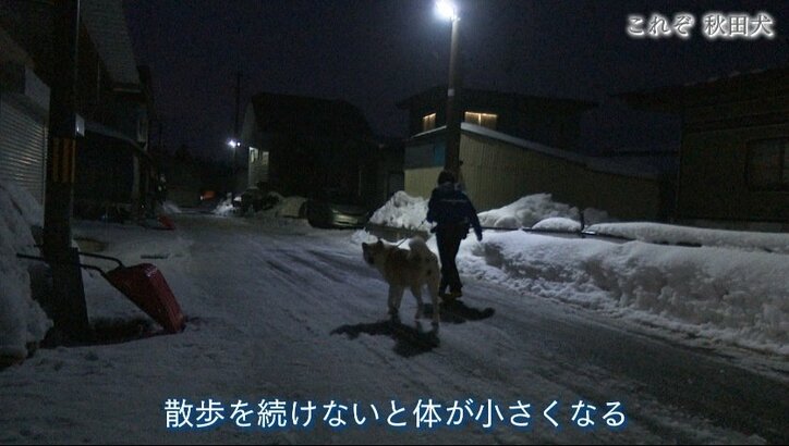 今や発祥の地に暮らすのはわずか30頭…プーチン大統領に贈られた「ゆめ」を育て上げた秋田犬ブリーダーの奮闘
