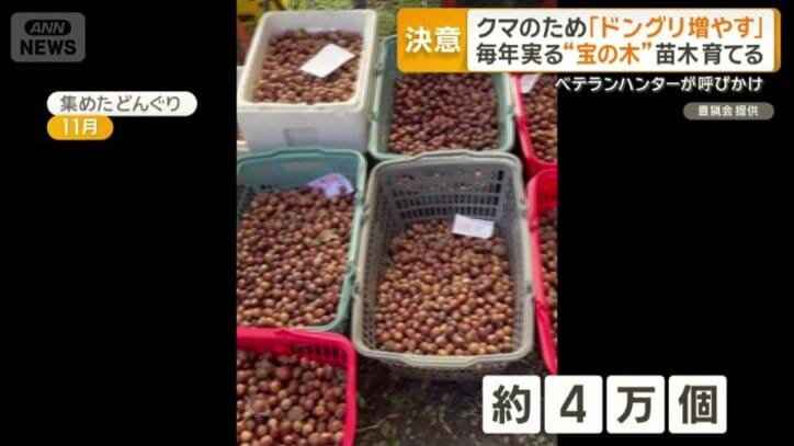 約4万個集まったドングリ