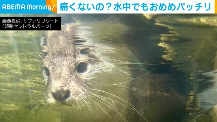 カワウソの目にある“特殊能力”が話題 水中での驚きの姿に反響続々「すごい機能」「天然ゴーグル」