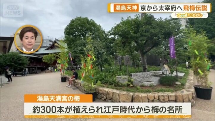 道真ゆかりの梅