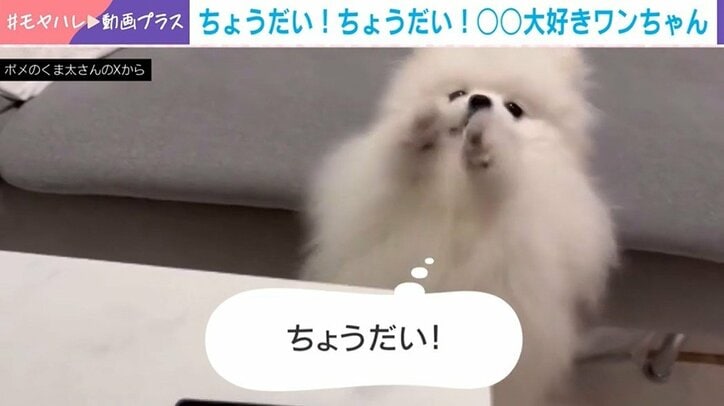 必死にお願いする仕草