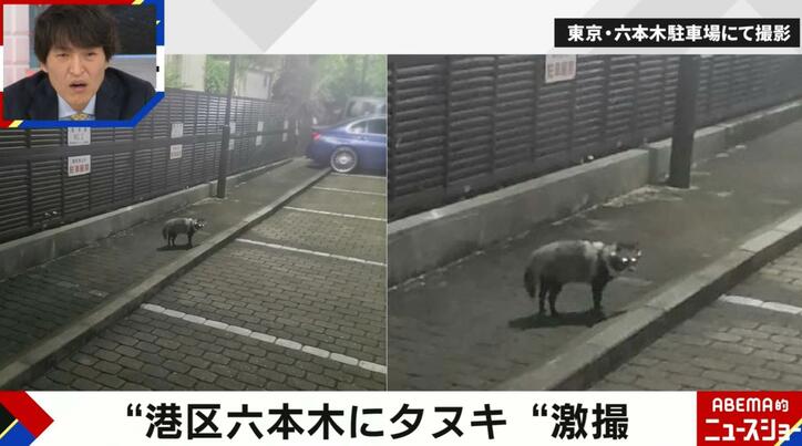 【写真・画像】六本木に野生のタヌキ 深夜の駐車場に出没…カメラが捉えた瞬間　1枚目