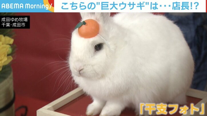 甘えん坊な“巨大うさぎ” 撫でられてうっとりする表情が可愛い 飼育員「とにかく人が好きな性格」