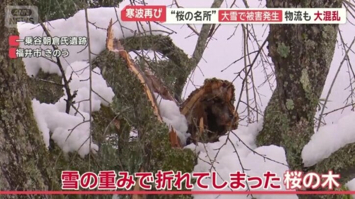 雪の重みで、桜の枝が折れた
