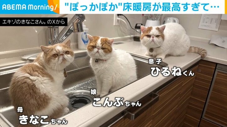 猫のきなこちゃん一家