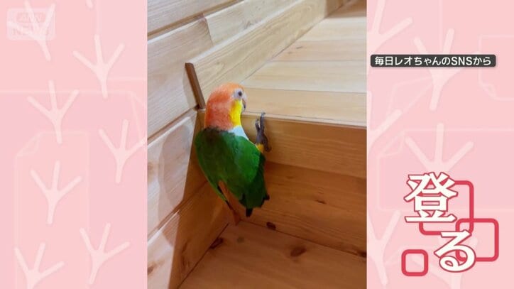 くちばしと脚だけで登る