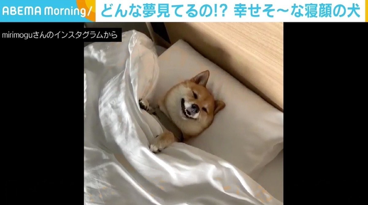 ふとんにすっぽり入り ニコニコ 幸せそうな寝顔に反響 人間か 柴犬の天使ちゃん Abematimes Goo ニュース