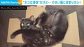 “絶対無理そうな箱”でも入りたい! 黒猫の“奮闘する姿”にほっこり