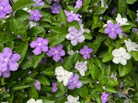 遠山ちづ子『優しいお母さんを演じる』