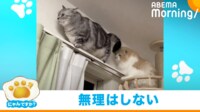 【映像】英断した猫に新たな問題発生