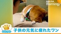 【映像】タヌキ寝入りで“育児拒否”する柴犬
