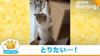 【映像】“必死”に猫じゃらしを取ろうとするマンチカン
