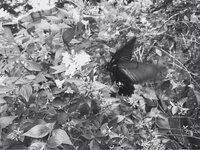 芳根京子『クランクアップ。』