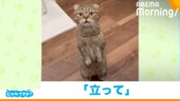 【映像】“立って”と言ったら立っちする猫