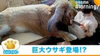ソファと思いきや“巨大うさぎ”!?