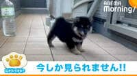 【映像】走り方が“下手っぴ”な豆柴