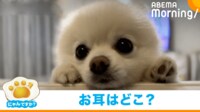 【映像】嬉しくて“耳が消える”ポメラニアン
