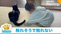 触れそうで触れない… 猫のしっぽと格闘する赤ちゃん