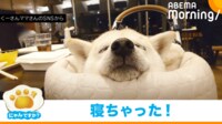 【映像】睡眠欲をとった犬の“至福の寝顔”