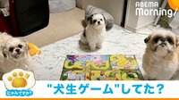 【映像】別の生き方をしてみたかった? 自席で準備万端な犬たち