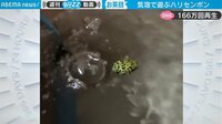 【映像】水泡で遊ぶハリセンボン