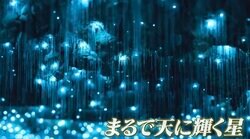 神秘の洞窟で美しく光る正体はハエ!? 驚きの実態に視聴者が絶句「シャンデリアみたいでこんなに綺麗なのに…」