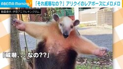 アリクイがのそ～っと仁王立ち 飼育員から大事なものを守る姿に「威嚇…なの??」「ハグしてくれるんじゃないの～」と反響