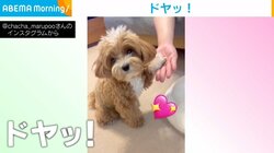 お手をした瞬間に飼い主に振り返り“ドヤッ” 犬の褒めて欲しそうな姿に「お利口さん」「100点」の声