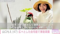 3児の母・山口もえ（47）、広々とした自宅の庭で家庭菜園「イチジクが春になり芽吹きました」