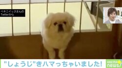 「スンッ」の瞬間が可愛すぎる！ 隙間に挟まってしまう犬に爆笑の嵐