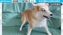 「見えない敵とバトル！？」柴犬の“朝イチ大荒れ”に「空手の演舞並みのキレのよさ」「超実戦を想定したシャドーボクシング」と反響