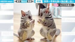 ショウガラゴ母娘による“世界一平和な食べ物の奪い合い”動画が話題！「小人の世界観…」「かわいすぎて変な笑い声でた」