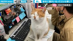 「会社に猫がいるって、どんな感じ？」の問いに答えた動画に280万人がほっこり ストレス軽減で業績向上の相乗効果も