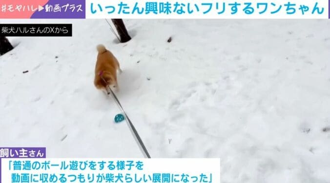 柴犬のハルちゃん