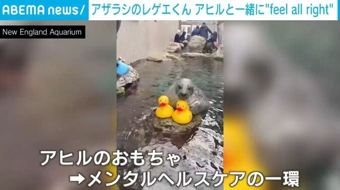 アザラシの「レゲエくん」