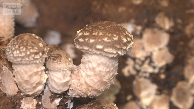原油不足が「物価の優等生」キノコにも影響　生産、包装資材の確保ままならず 1枚目